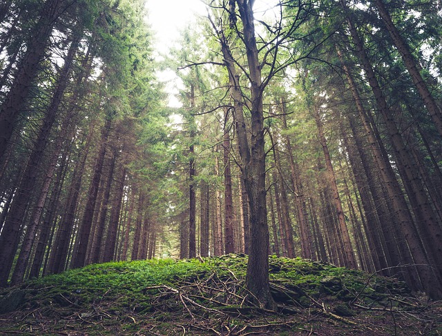 Free Leaf Tree Forest photo and picture