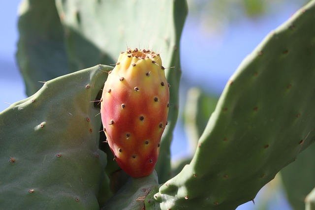 Kaktusfeige Opuntia Kaktus Kostenloses Foto Auf Pixabay Pixabay kaktusfeige-opuntia-kaktus-kostenloses-foto-auf-pixabay-pixabay