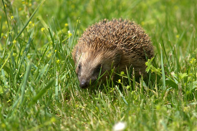 Hedgehog, animal, meadow and european hedgehog — photo by Pierre_Rigou