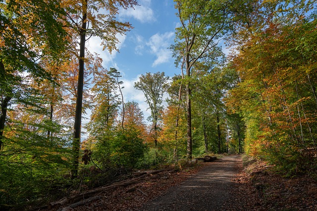 Free Path Forest photo and picture