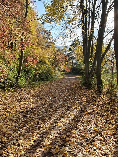 Free Fall Autumn Leaves photo and picture