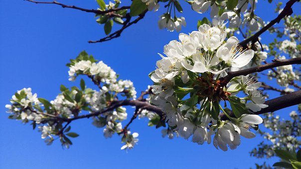 Free Blossom Tree photo and picture