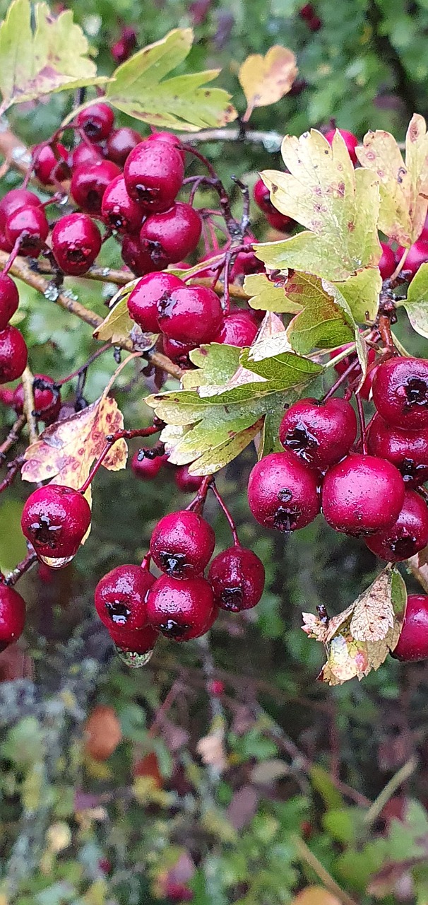 Fall Berry Red Close - Free photo on Pixabay - Pixabay