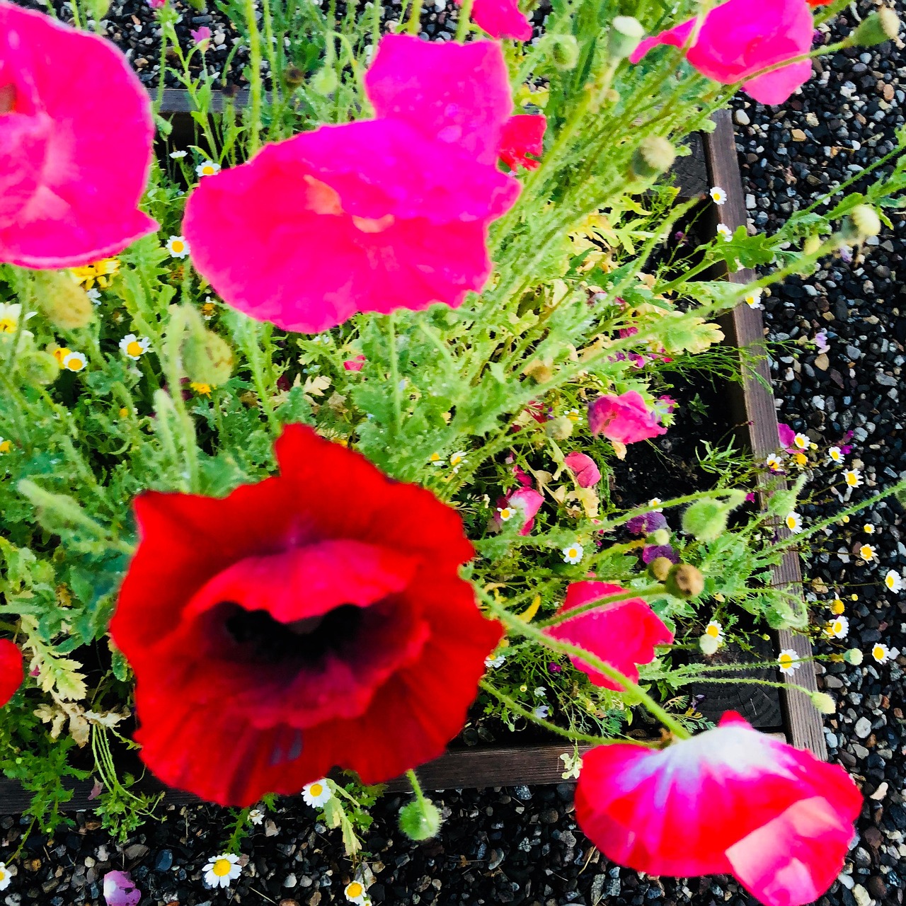 flowers-poppies-free-photo-on-pixabay-pixabay