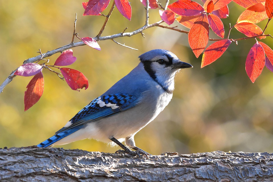 bird-blue-jay-log-free-photo-on-pixabay-pixabay