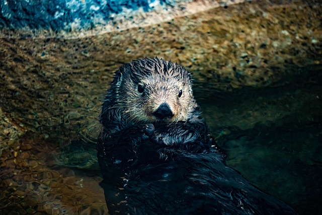Sea Otter, Marine, Säugetier, Wasser