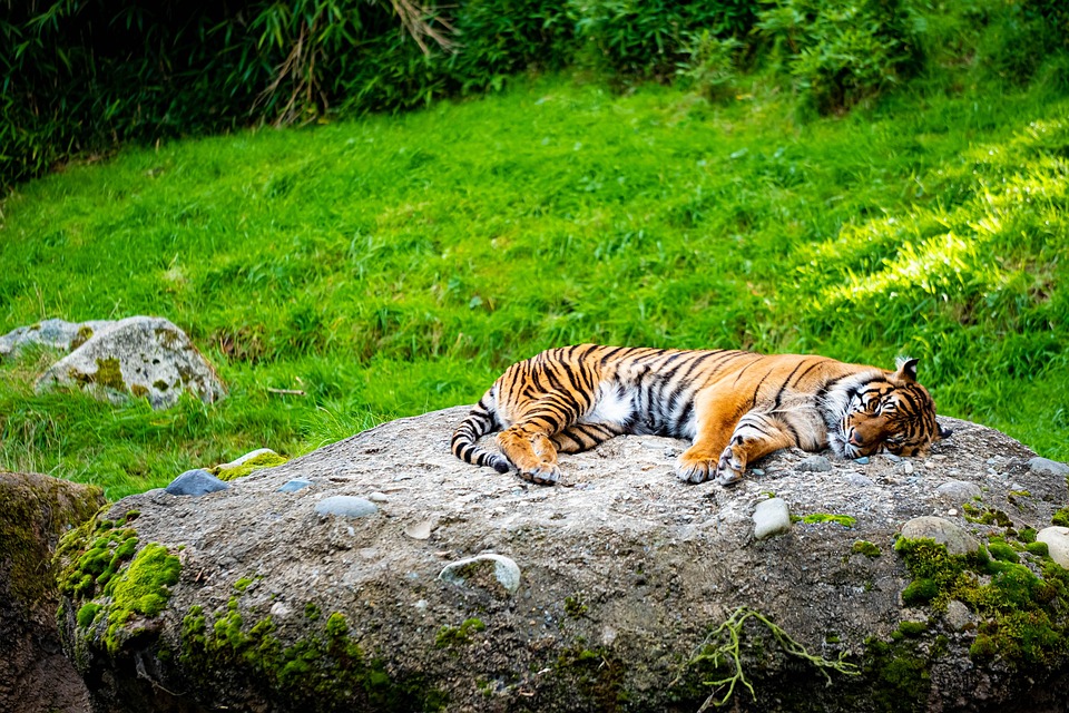 Tigru Felină Pisica Salbatica - Fotografie gratuită pe Pixabay