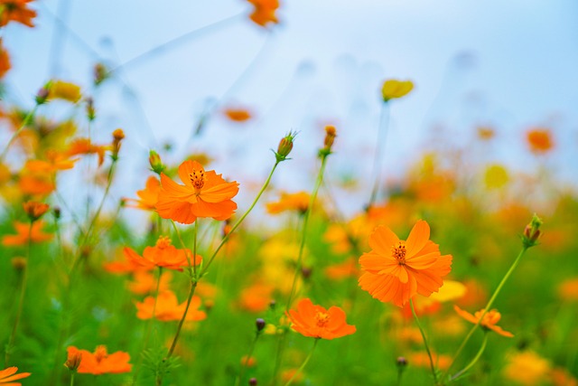 Free Autumn Double Ninth Festival photo and picture