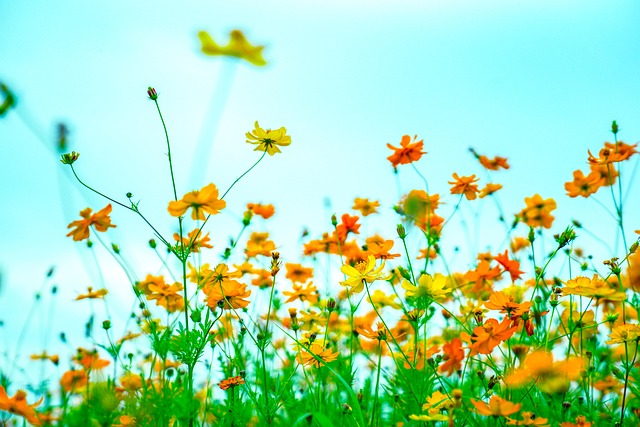 Free Autumn Double Ninth Festival photo and picture