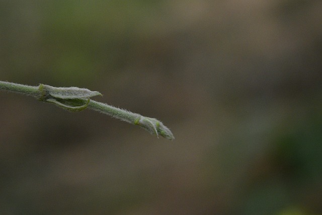 Free Plant Small Plant photo and picture