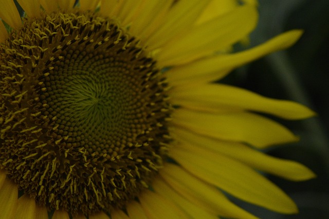 Free Sunflower Flower photo and picture