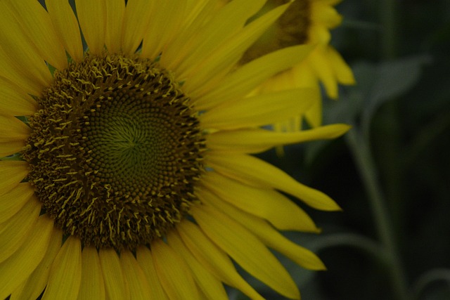 Free Sunflower Flower photo and picture