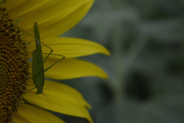 Free Sunflower Flower photo and picture