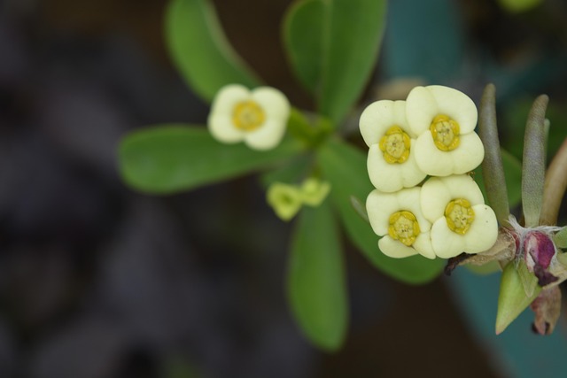 Free Flower Four Leaves Flower photo and picture