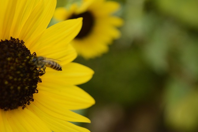 Free Sunflower Flower photo and picture