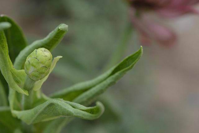 Free Flower Bud Bud photo and picture
