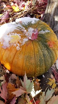 Free Pumpkin Fall photo and picture
