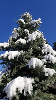 Free Pine Tree Snow photo and picture