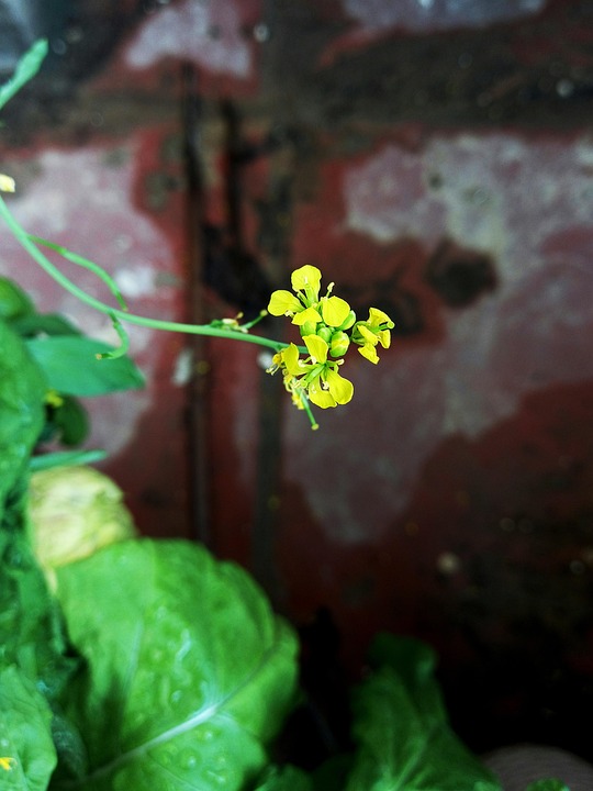 Mini floral yellow bloomer - Raapife main image 1