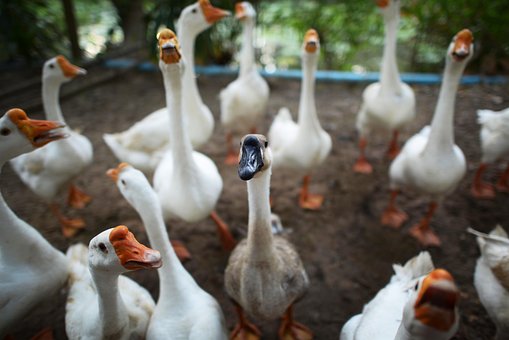 Free Ethnic Difference Goose photo and picture
