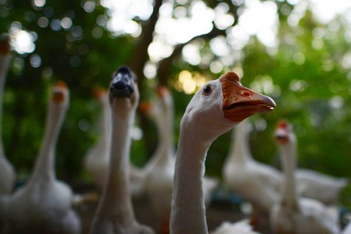 Free Goose Gänse photo and picture
