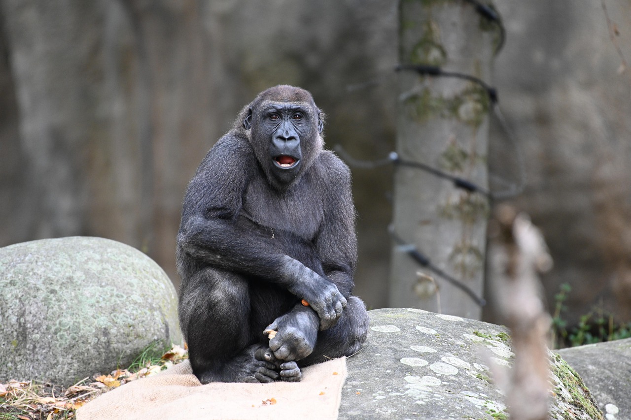 Monkey - free online jigsaw puzzle photo