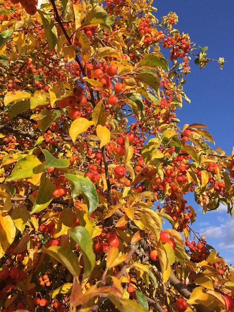Herbst, Gelb, Farbe, Blauer Himmel, Bunt