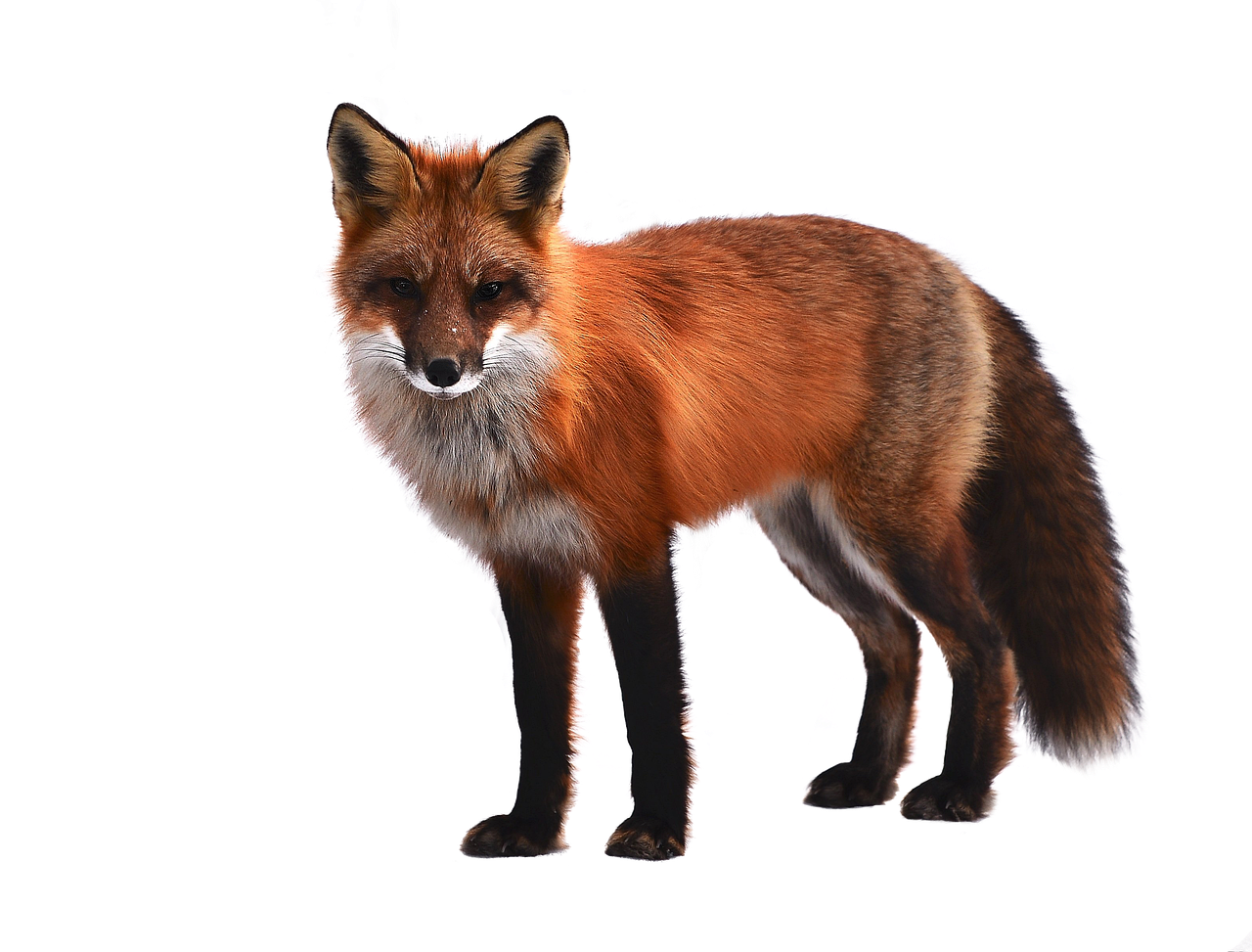Download Red Fox, Animal, Wildlife. RoyaltyFree Stock Illustration