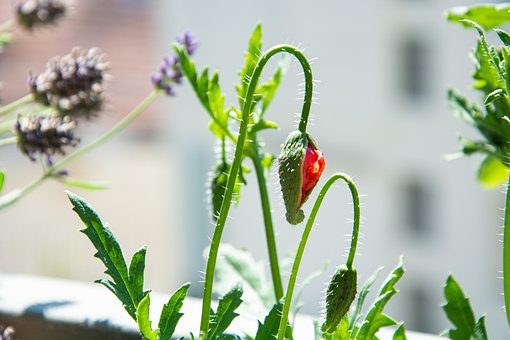 Maisvalmue, Valmue, Valmue Blomst, Natur