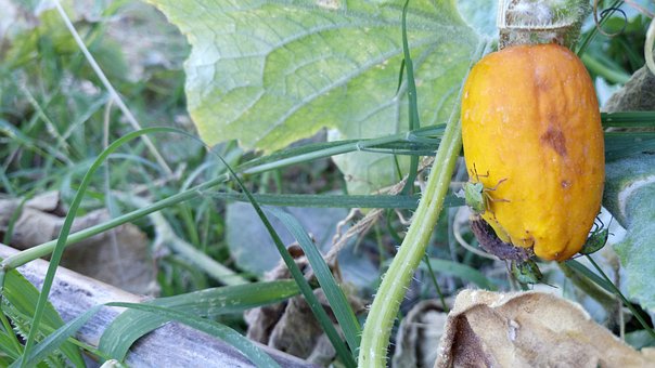 Free Cucumber Huerta photo and picture