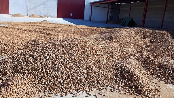 Free Almonds Almond Trees photo and picture