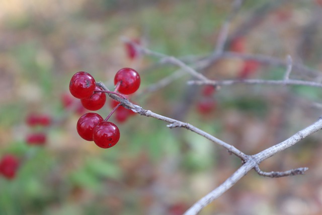 Free Berry Red photo and picture