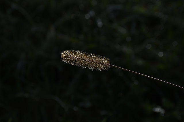 Free Grass Ear Dewdrop photo and picture