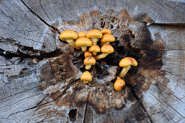 Free Armillaria Mellea Deadwood photo and picture