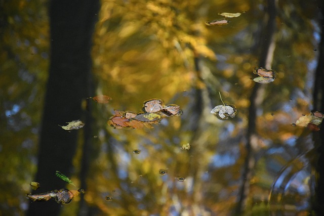 Free Autumn Leaves Water photo and picture