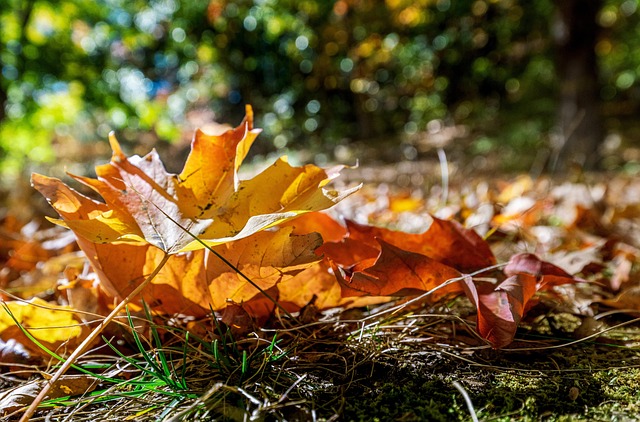 Free Autumn Leaves photo and picture