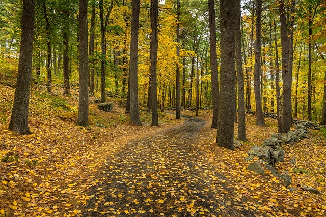Free Path Trees photo and picture