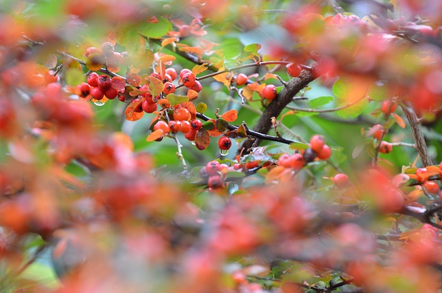 Free Fall Red photo and picture