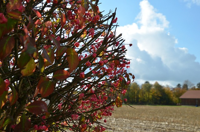 Free Fall Autumn Leaves photo and picture