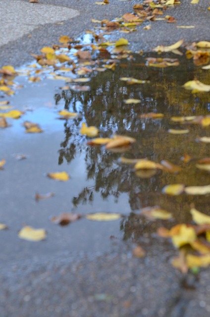 Free Fall Puddle photo and picture