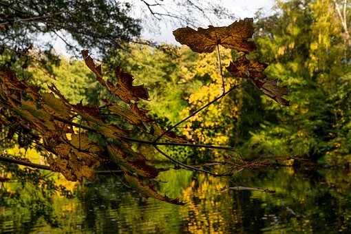 Herbst, Laub, Blätter, Wasser