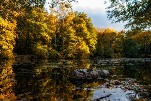 Bäume, Blätter, See, Protokoll, Wasser