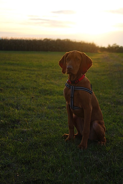 Free Vizsla Hungarian Vizsla photo and picture