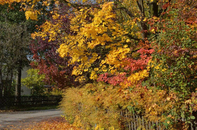 Free Fall Autumn Leaves photo and picture