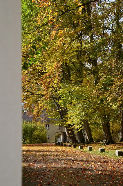 Free Fall Autumn Leaves photo and picture