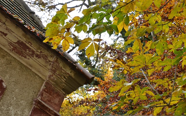 Free Fall Autumn Leaves photo and picture