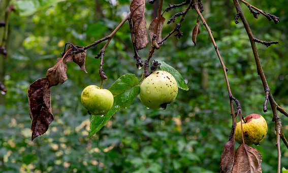 Herbst, Apfel, Obst, Reif, Bio