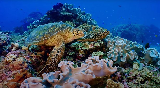 Free Animal Aquatic photo and picture