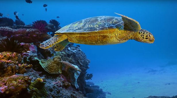Free Fish Green photo and picture