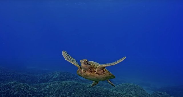 Free Green Turtle Hawaii photo and picture